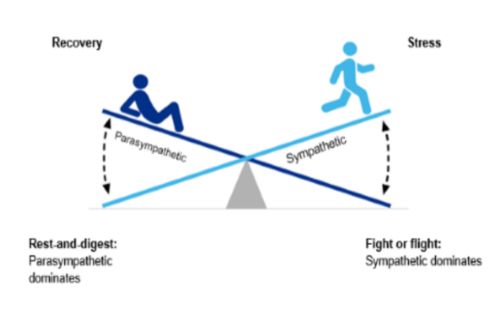 para and sympathetic see saw graphic of see-saw with parasympathetic on one side and sympathetic on the other